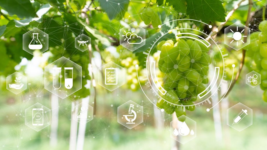 Smart farming with various IoT data icons over grapevines in a modern vineyard.